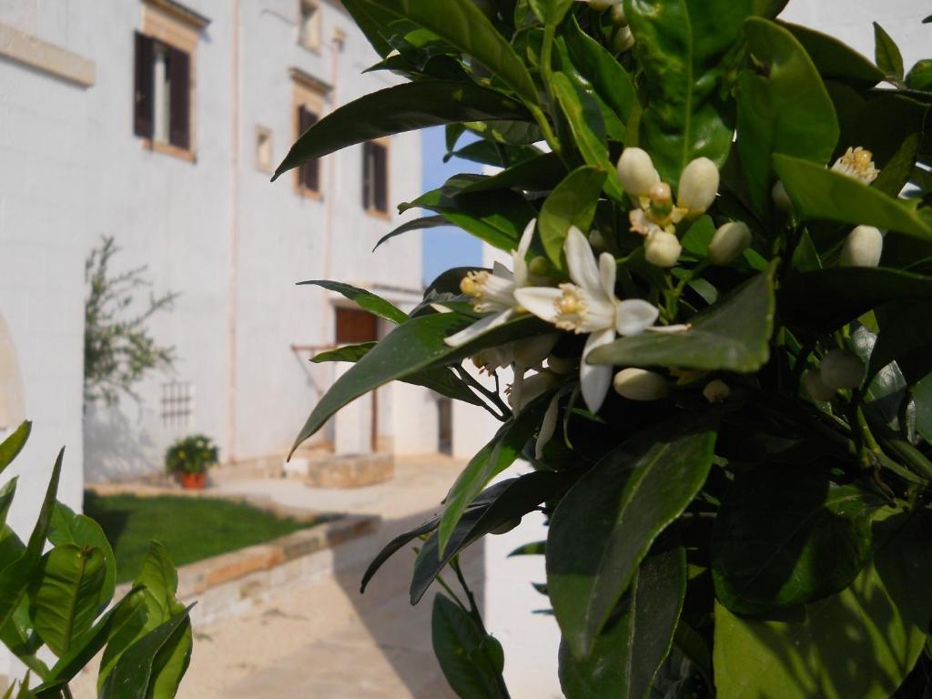 Masseria De Michele Montalbano  Εξωτερικό φωτογραφία