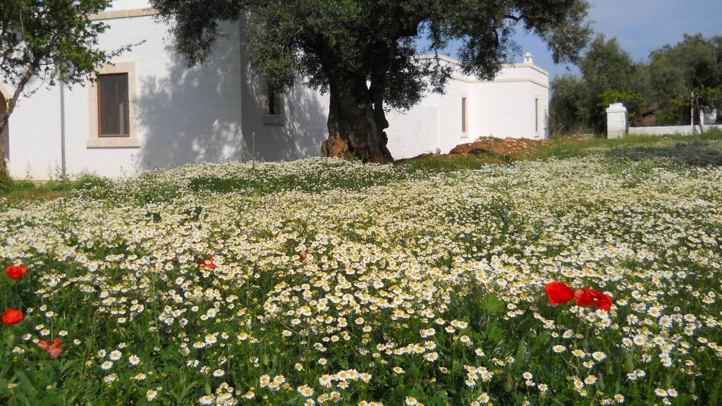 Masseria De Michele Montalbano  Εξωτερικό φωτογραφία